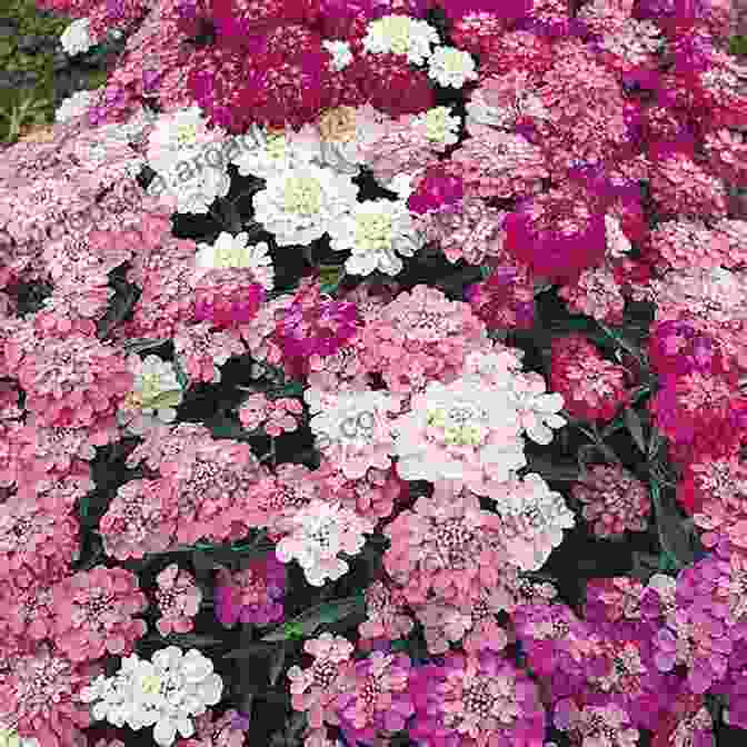 A Blanket Of Candytuft Flowers In Shades Of White, Pink, And Purple Covering Ground: Unexpected Ideas For Landscaping With Colorful Low Maintenance Ground Covers