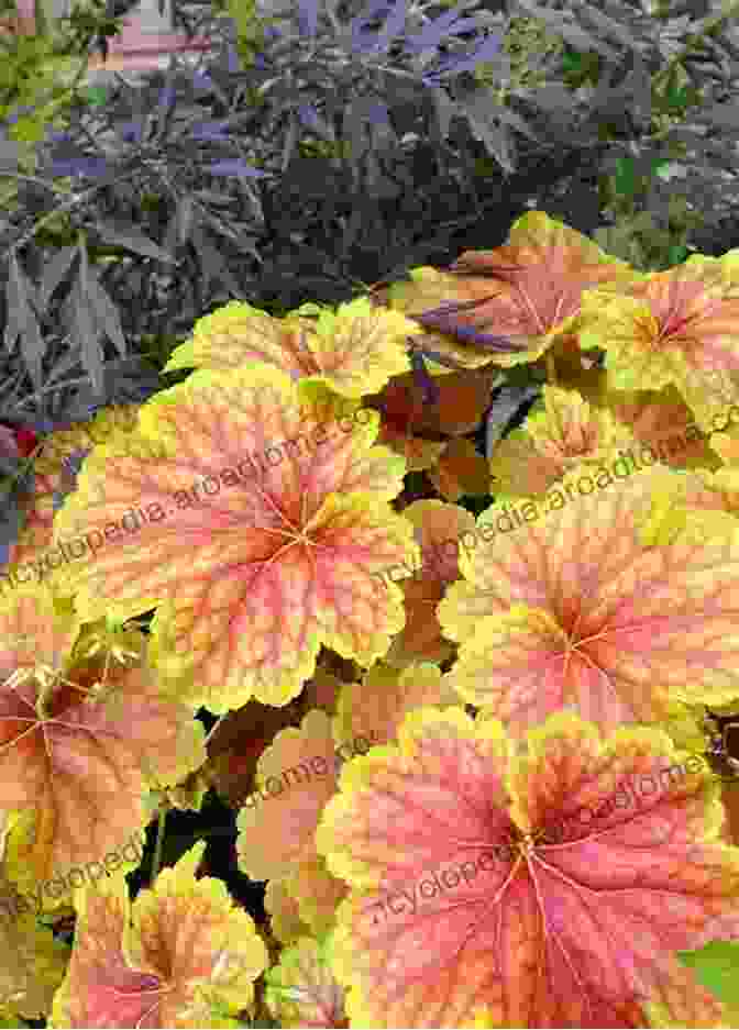 A Burst Of Colorful Coral Bells Foliage Covering Ground: Unexpected Ideas For Landscaping With Colorful Low Maintenance Ground Covers