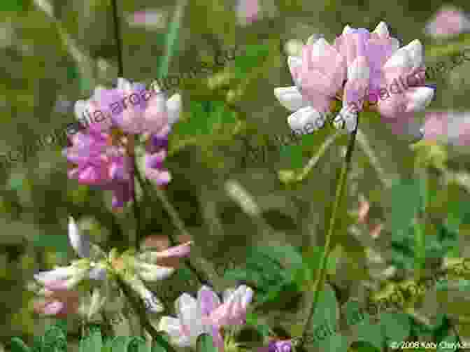 A Carpet Of Crown Vetch With Trailing Stems And Pink To Purple Flowers Covering Ground: Unexpected Ideas For Landscaping With Colorful Low Maintenance Ground Covers