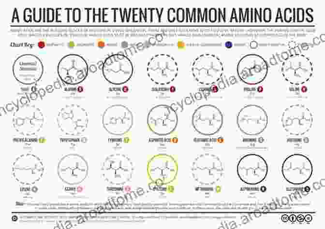 A Colorful Illustration Of The 20 Amino Acids That Make Up Proteins Protein Folding: An (SpringerBriefs In Molecular Science)