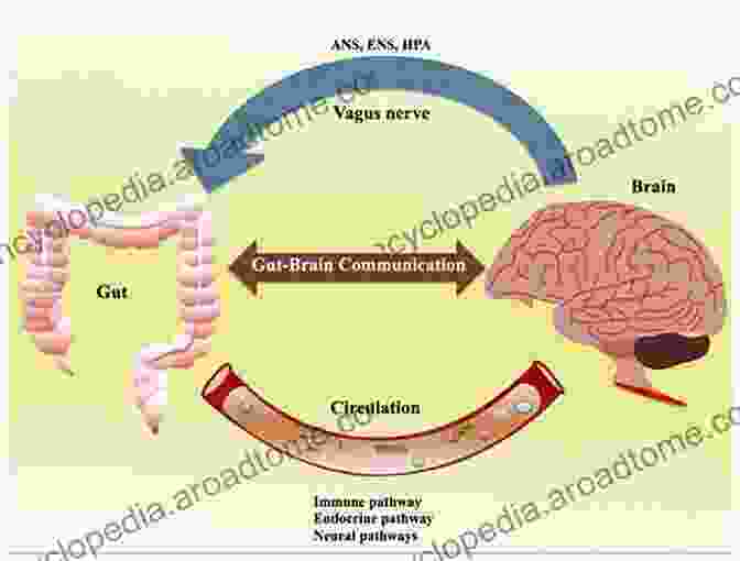 A Diagram Illustrating The Gut Brain Axis, Highlighting The Bidirectional Communication Between The Digestive System And The Brain My Weird Stomach And Me