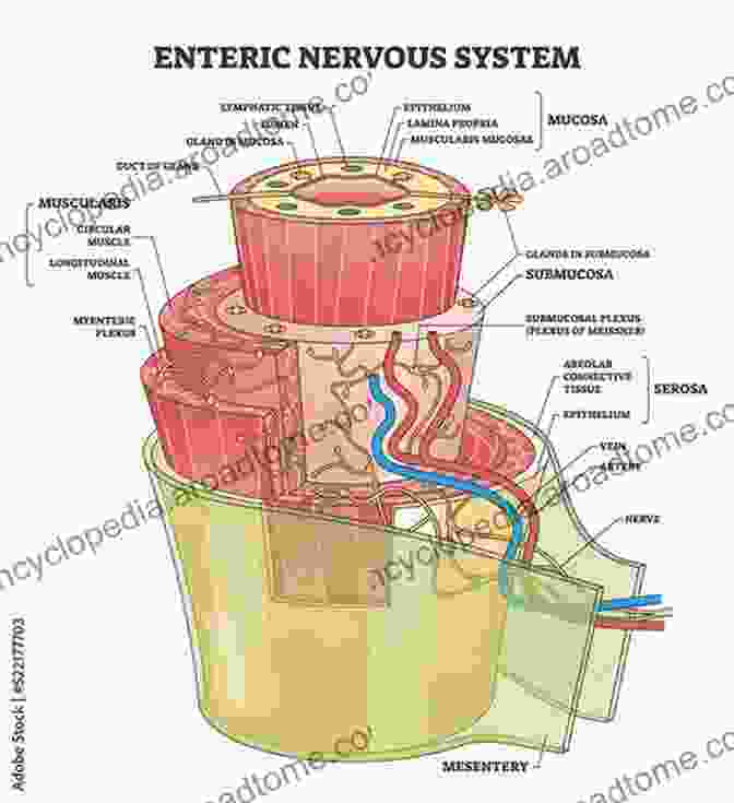 A Diagram Of The Enteric Nervous System, Often Referred To As The Enteric~Cerebral Our Two Nervous Systems : Psychology Of Our TWO Neurologies Gut Brain Psychology Put Aright (Best Practices In Energy Medicine 3)