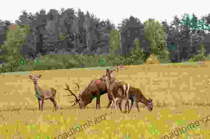 A Family Of Deer Grazes In A Woodland Meadow Positive Impact Forestry: A Sustainable Approach To Managing Woodlands