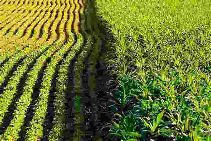 A Field Of Genetically Modified Corn, Showcasing The Enhanced Resilience And Yield Potential Of Biotech Crops To Biotechnology: An Agricultural Revolution