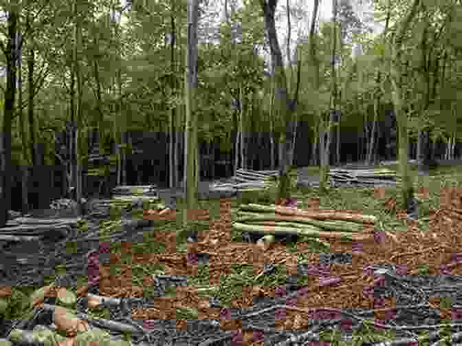 A Forester Monitors The Health Of A Woodland, Marking Trees For Selective Thinning Positive Impact Forestry: A Sustainable Approach To Managing Woodlands