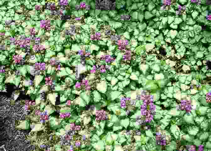 A Mosaic Of Lamium Foliage In Various Shades Of Green, Silver, And Purple Covering Ground: Unexpected Ideas For Landscaping With Colorful Low Maintenance Ground Covers