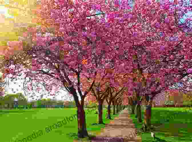 A Person Walking Down A Path, Surrounded By Blossoming Flowers The Magic Of Manifesting Love: 15 Advanced Manifestation Techniques To Stop Chasing Start Attracting And Become Magnetic To Your Dream Relationship (Law Of Attraction 3)