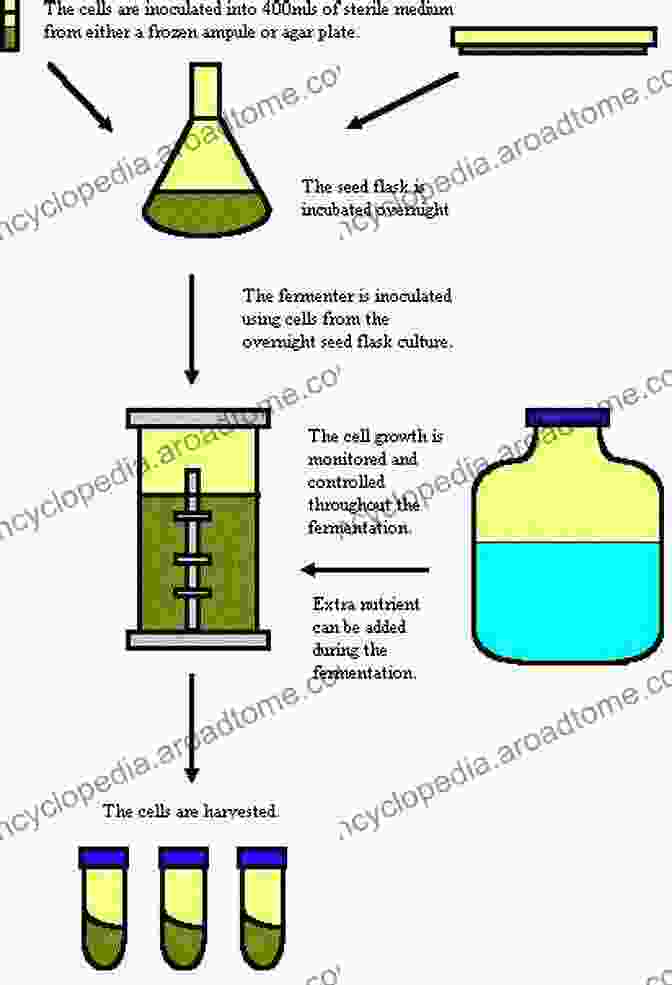 A Visual Representation Of The Fermentation Process, Showcasing The Role Of Microorganisms In Developing Koku Koku In Food Science And Physiology: Recent Research On A Key Concept In Palatability