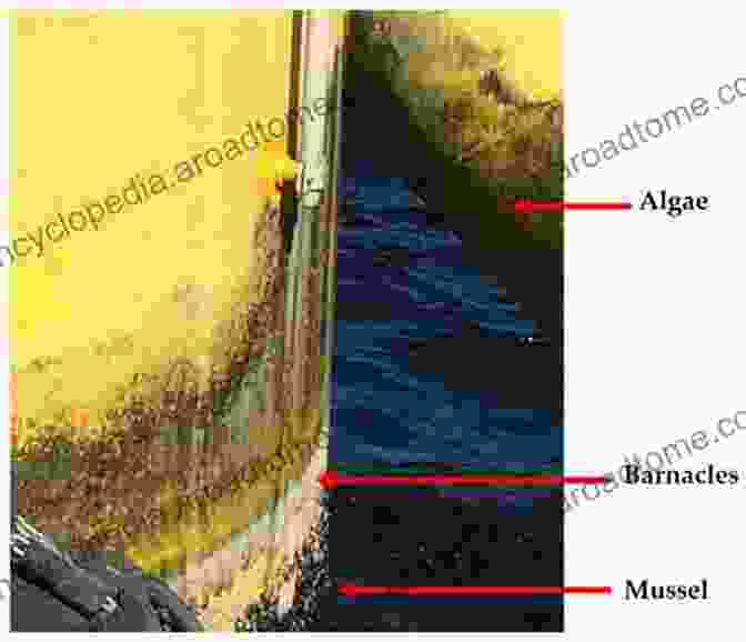 Advanced Coatings Shield Offshore Wind Turbines From Marine Corrosion And Biofouling, Preserving Their Structural Integrity And Improving Operational Efficiency. MARE WINT: New Materials And Reliability In Offshore Wind Turbine Technology