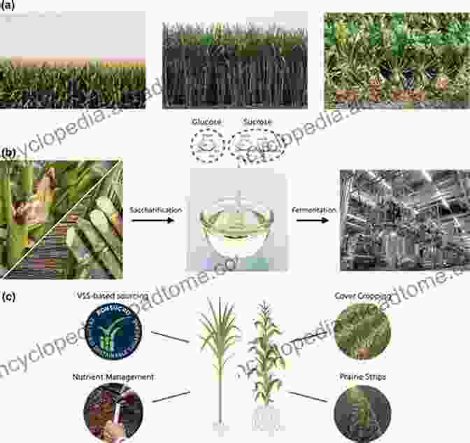 An Image Showing A Variety Of Biomass Feedstocks, Including Corn, Sugarcane, And Algae. Sustainable Approaches For Biofuels Production Technologies: From Current Status To Practical Implementation (Biofuel And Biorefinery Technologies 7)