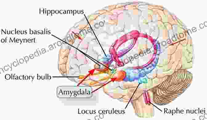 Anatomic Structure Of The Human Amygdala The Amygdaloid Nuclear Complex: Anatomic Study Of The Human Amygdala