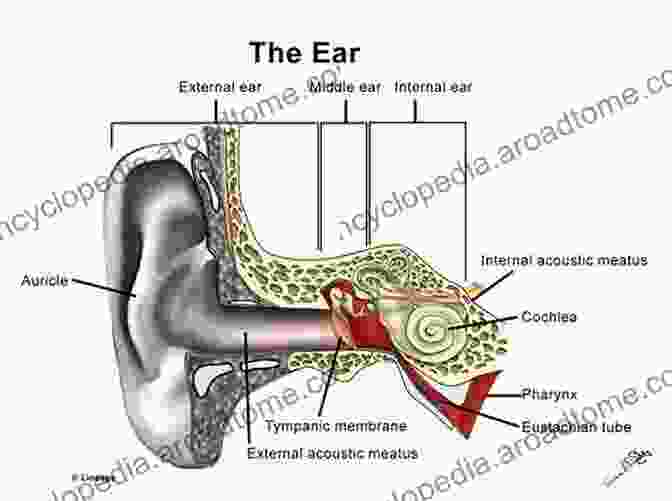 Auditory System And Sleep Connection The Auditory System In Sleep