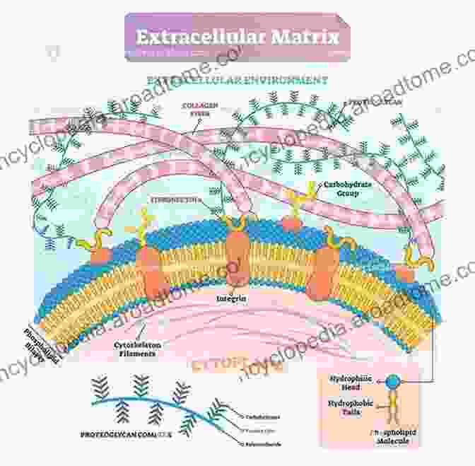 Biological Functions Of Extracellular Sugar Based Biopolymers Extracellular Sugar Based Biopolymers Matrices (Biologically Inspired Systems 12)