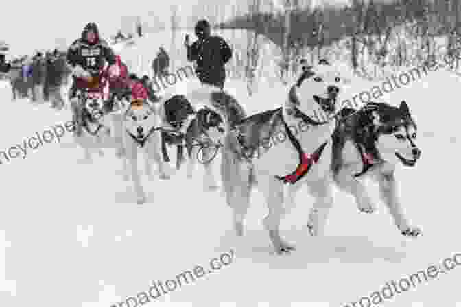 Close Up Of A Dog Sledding Team Arctic Adventure (Starlight Snowdogs 2)