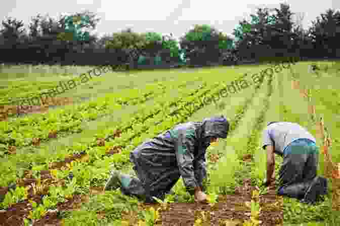 Close Up Of A Farmer Tending To A Row Of Crops Country Road Abc: An Illustrated Journey Through America S Farmland