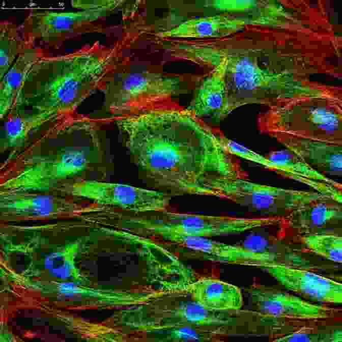 Confocal Microscopy Image Of Stem Cell Differentiation Cutting Edge Enabling Technologies For Regenerative Medicine (Advances In Experimental Medicine And Biology 1078)