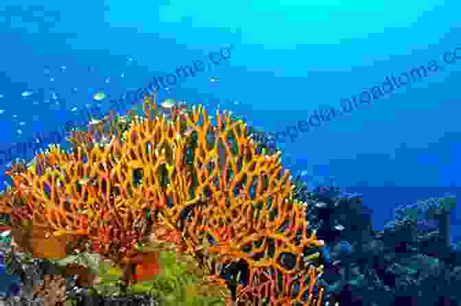 Coral: Fire Coral, Brain Coral, Soft Coral Medical Emergencies Caused By Aquatic Animals: A Zoological And Clinical Guide