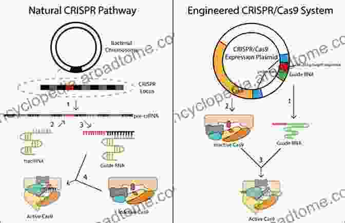 CRISPR Cas9 Gene Editing In Stem Cells Cutting Edge Enabling Technologies For Regenerative Medicine (Advances In Experimental Medicine And Biology 1078)