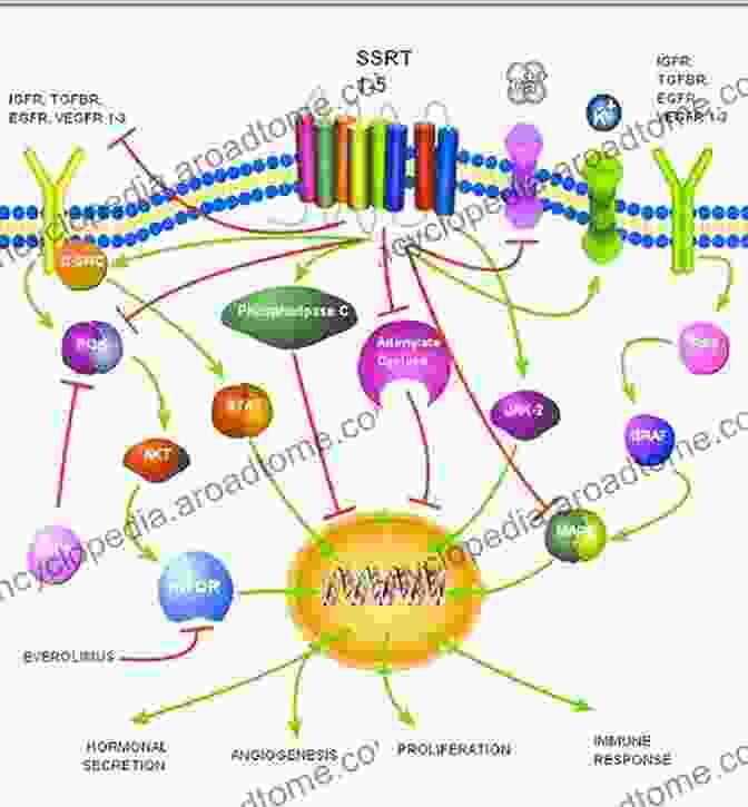 Diagram Depicting The Signaling Pathways Modulated By Bioactive Ceramides In Cells. Bioactive Ceramides In Health And Disease: Intertwined Roles Of Enigmatic Lipids (Advances In Experimental Medicine And Biology 1159)