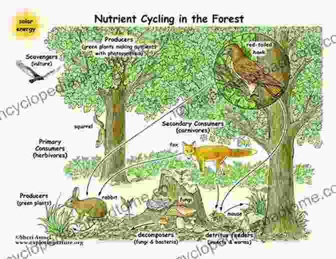 Diagram Illustrating Nutrient Cycling In A Forested Ecosystem Biogeochemistry Of A Forested Ecosystem