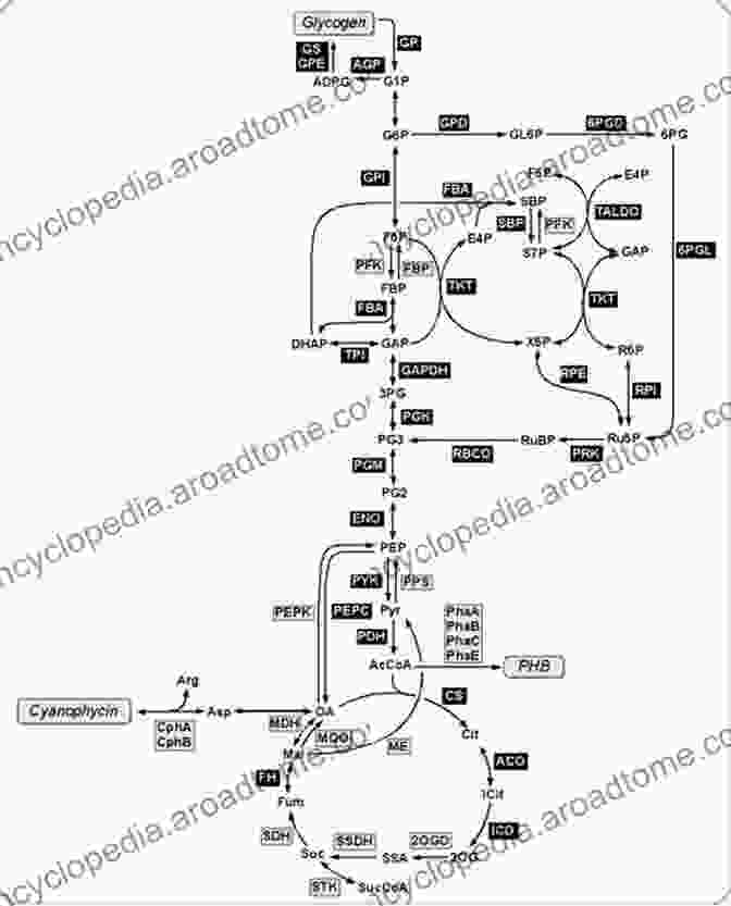 Diagram Of Cyanobacteria Metabolic Pathways Synthetic Biology Of Cyanobacteria (Advances In Experimental Medicine And Biology 1080)