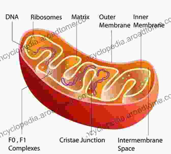 Diagram Of Mitochondrial DNA Structure Cellular And Molecular Basis Of Mitochondrial Inheritance: Mitochondrial Disease And Fitness (Advances In Anatomy Embryology And Cell Biology 231)