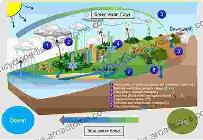 Diagram Showing How Forests Regulate Water Cycling Biogeochemistry Of A Forested Ecosystem