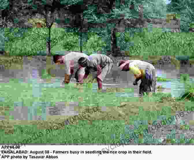 Farmers Struggling To Irrigate Their Crops Due To Water Scarcity Water Resources Of Jordan: Political Social And Economic Implications Of Scarce Water Resources (World Water Resources 1)