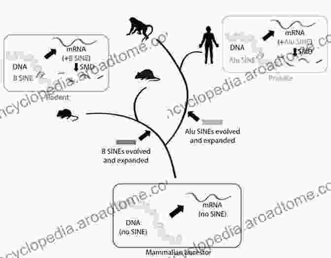 Gene Regulation Genomic Elements In Health Disease And Evolution: Junk DNA