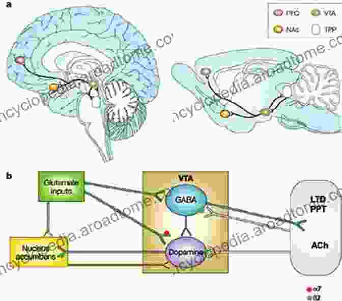 Glutamate Modulators As Potential Non Dopaminergic Targets In PD The Adenosinergic System: A Non Dopaminergic Target In Parkinson S Disease (Current Topics In Neurotoxicity 10)