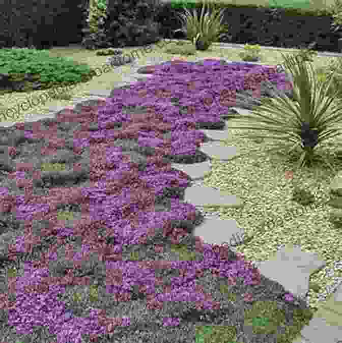 Golden Creeping Thyme Forming A Low Growing, Golden Carpet Covering Ground: Unexpected Ideas For Landscaping With Colorful Low Maintenance Ground Covers