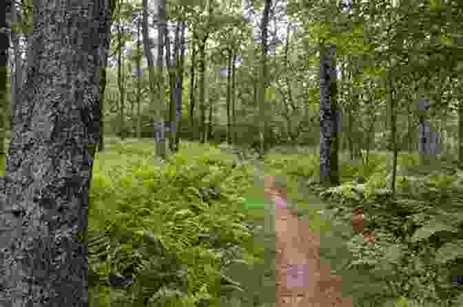 Hikers Enjoy The Solitude Of A Woodland Trail Positive Impact Forestry: A Sustainable Approach To Managing Woodlands