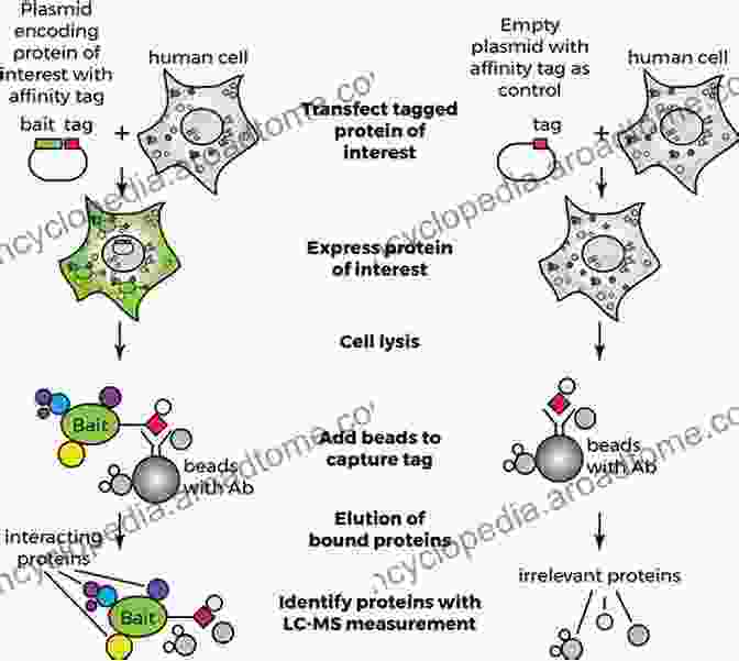 Illustration Of Cholesterol Mediated Regulation Of Protein Protein Interactions Direct Mechanisms In Cholesterol Modulation Of Protein Function (Advances In Experimental Medicine And Biology 1135)