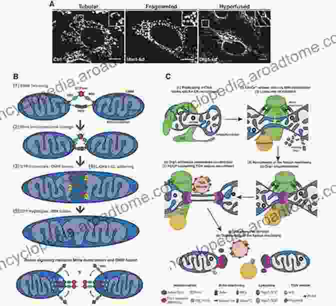 Illustration Of The Mitochondrial Biogenesis Process Cellular And Molecular Basis Of Mitochondrial Inheritance: Mitochondrial Disease And Fitness (Advances In Anatomy Embryology And Cell Biology 231)