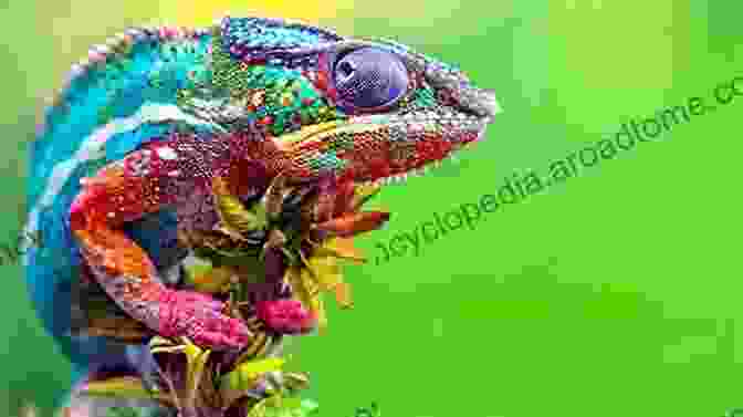 Image Of A Chameleon Changing Color Insect Mouthparts: Form Function Development And Performance (Zoological Monographs 5)