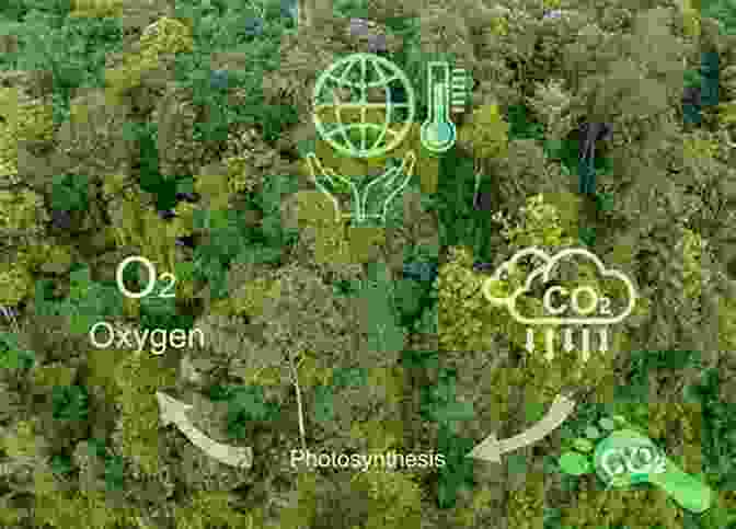 Image Of A Forest Absorbing Carbon Dioxide From The Atmosphere Biogeochemistry Of A Forested Ecosystem