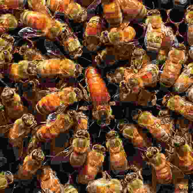 Image Of A Queen Bee Beehive Jorey Hurley