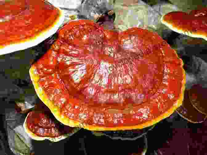 Image Of Reishi Mushroom In Traditional Chinese Medicine Reishi Mushroom: Unrevealed Healing Secrets