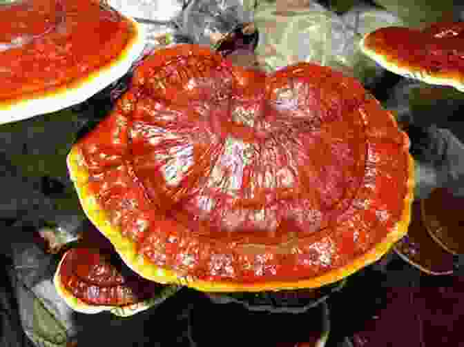 Image Of Reishi Mushroom Promoting Longevity Reishi Mushroom: Unrevealed Healing Secrets