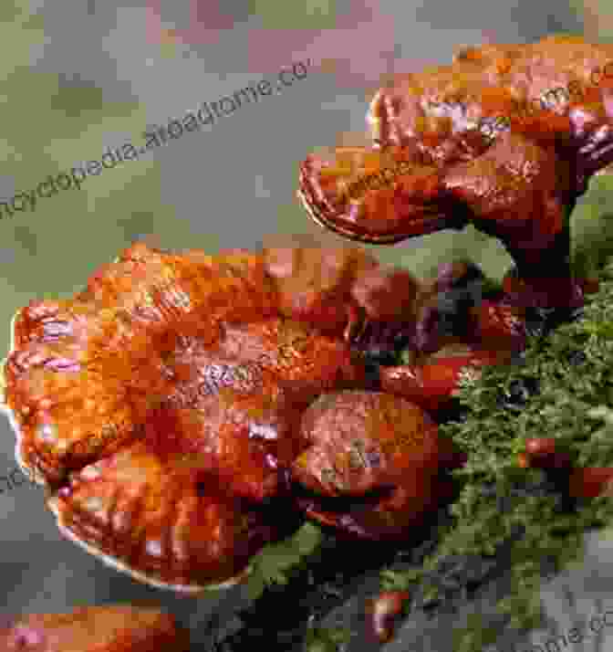 Image Of Reishi Mushroom's Potential Anti Cancer Effects Reishi Mushroom: Unrevealed Healing Secrets