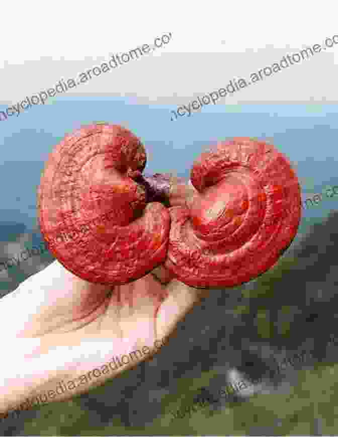 Image Of Reishi Mushroom Supporting Immune Function Reishi Mushroom: Unrevealed Healing Secrets