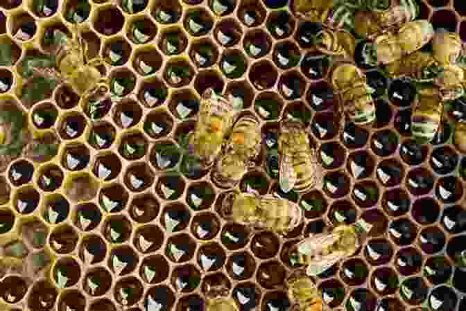 Image Of The Inside Of A Beehive Beehive Jorey Hurley