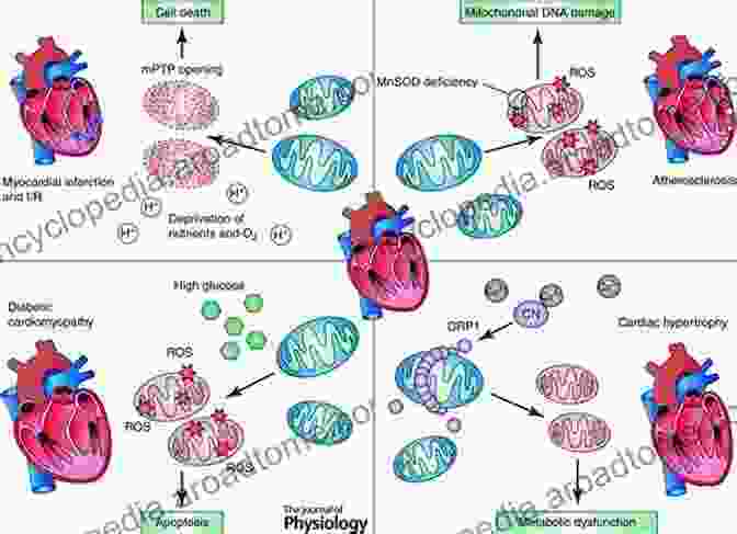 Mitochondrial Dynamics In Cardiovascular Medicine: Advances In Experimental And Therapeutic Approaches Mitochondrial Dynamics In Cardiovascular Medicine (Advances In Experimental Medicine And Biology 982)