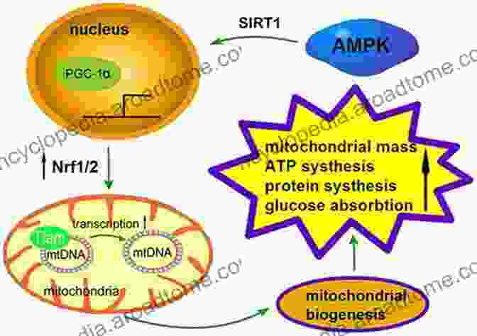 Mitochondrial Enhancers Promoting Mitochondrial Health And Function In PD The Adenosinergic System: A Non Dopaminergic Target In Parkinson S Disease (Current Topics In Neurotoxicity 10)