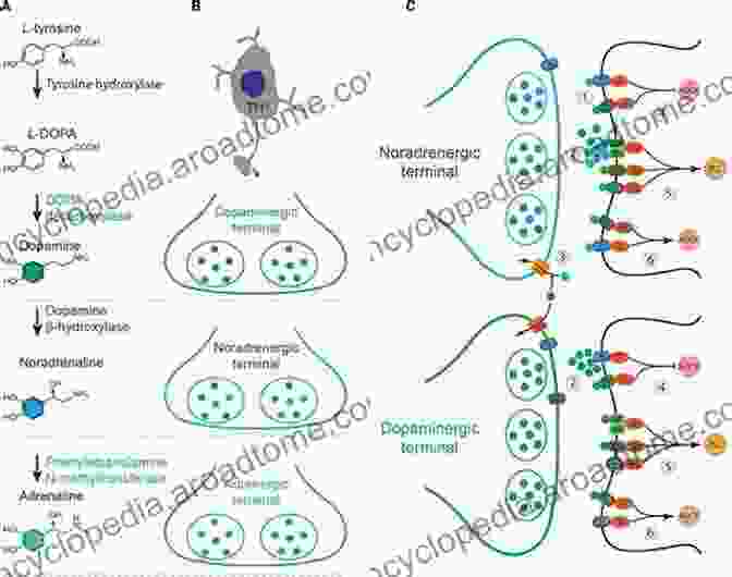 Noradrenergic Agents Influencing Attention And Motivation In PD The Adenosinergic System: A Non Dopaminergic Target In Parkinson S Disease (Current Topics In Neurotoxicity 10)