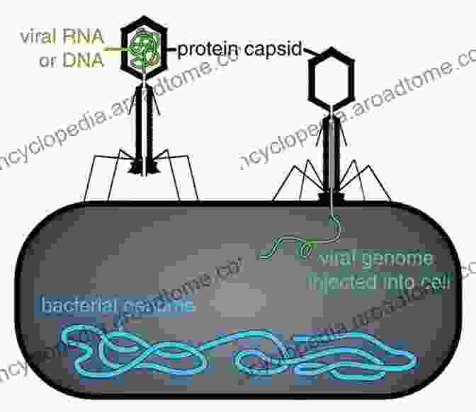 Phage Therapy Is A Promising New Approach To Fighting Antibiotic Resistance. Phage Therapy: A Practical Approach