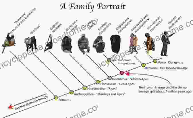 Primate Evolution Through Time Evolution Of Gibbons And Siamang: Phylogeny Morphology And Cognition (Developments In Primatology: Progress And Prospects)