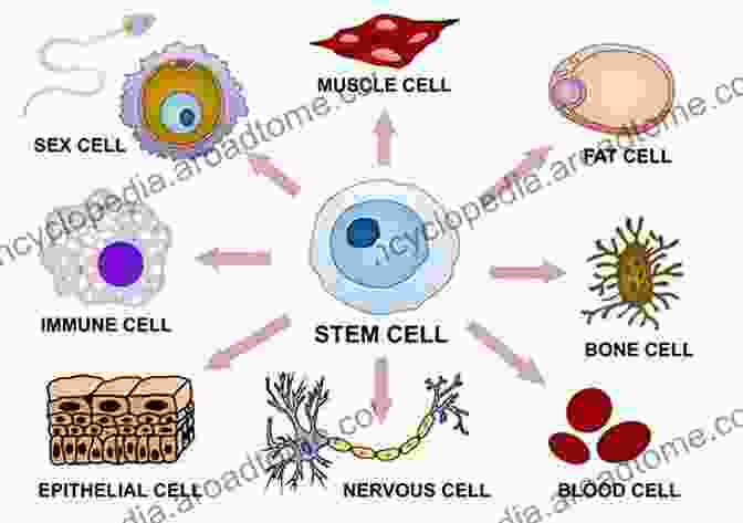 Stem Cells Can Transform Into A Wide Range Of Specialized Cell Types Exploring The State Of The Science In The Field Of Regenerative Medicine: Challenges Of And Opportunities For Cellular Therapies: Proceedings Of A Workshop