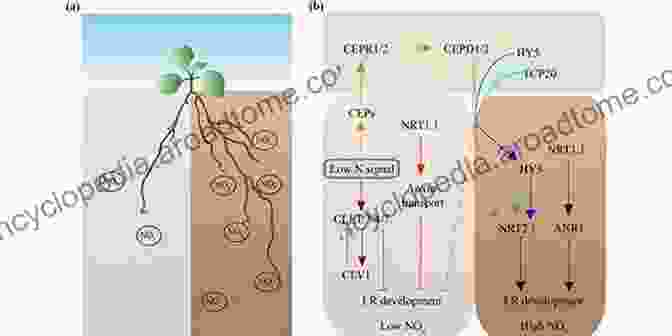 Strontium Uptake By Plants Through The Root System Behaviour Of Strontium In Plants And The Environment