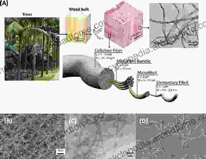 Structure Of Non Conventional Cellulose Fibers Surface Properties Of Non Conventional Cellulose Fibres (SpringerBriefs In Molecular Science)